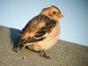 Snow Bunting at Shoebury Coastguards (Steve Arlow) (120591 bytes)